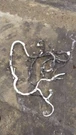 F250SD 2012 Engine Wire Harness 89515. Fixed Price $225.00.