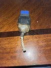 Genuine Oem Nissan (1987-1995) D21 Relay 25230-61A05 !. Fixed Price $10.00.