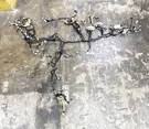 2008 Lexus GS350 Complete Panel Dashboard Wiring Harness Oem. Fixed Price $184.00.