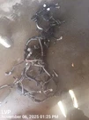 Engine Wire Harness Oem 2016 Honda Civic. Fixed Price $303.00.