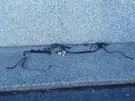 Engine Harness Speed 2006 Bmw 325I #WIRE-3. Fixed Price $249.00.
