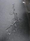 96-98 Honda Civic D16Y5 Automatic Engine Harness Wire Wiring Loom. Fixed Price $250.00.