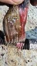 2003 Ford Expedition 5.4L Engine Wire Wiring Harness 3L1T-12B637-P260G. Fixed Price $99.00.