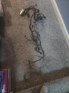 1997 SN95 Ford Mustang Gt 4.6 Ecu Engine Computer Wiring Harness Oem. Fixed Price $150.00.